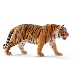 Tigre du Bengale - Mâle