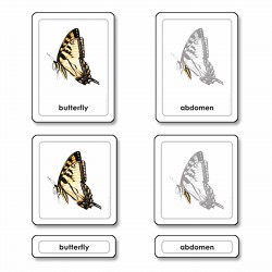 Parts Of A Butterfly (Insects)