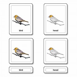 Parts Of A Bird (Aves)
