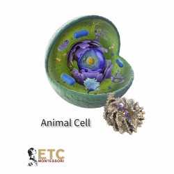 Cellule animale