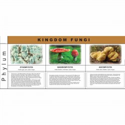 Fungi Kingdom Charts