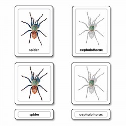 Parts Of A Spider (Arachnid)