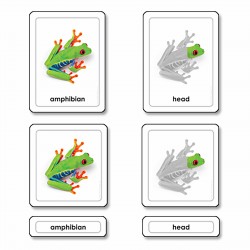 Parts Of A Frog (Amphibians)