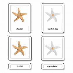 Parts Of A Starfish...