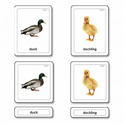 Animal Young 3 Part Cards